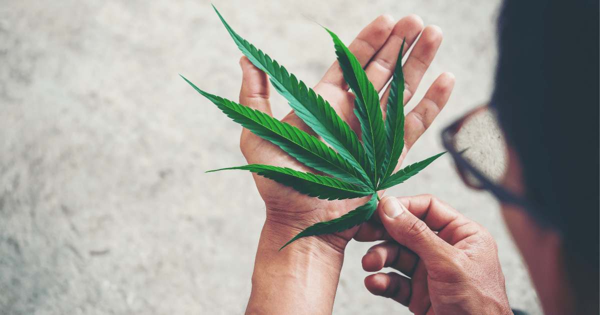 Cannabis no tratamento da epilepsia