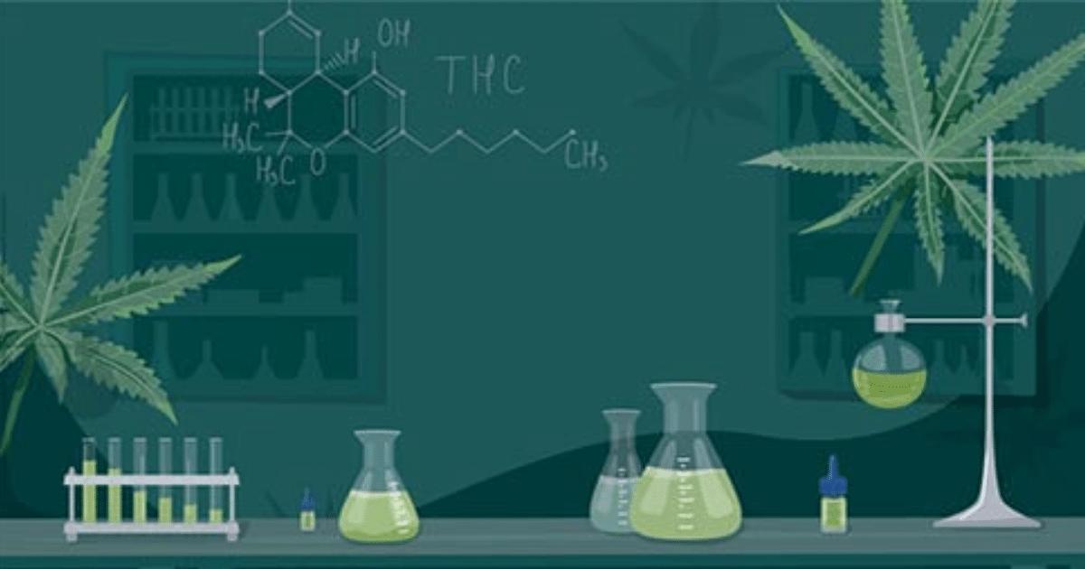 A teoria do efeito entourage demonstra maior segurança e eficácia na utilização da planta inteira de cannabis. Leia